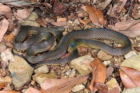 formosan odd scaled snake price.